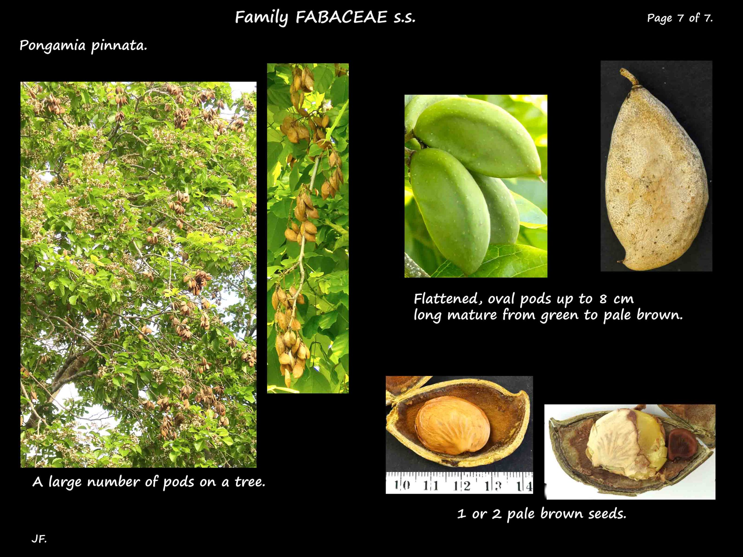 7 Pongamia pods & seeds